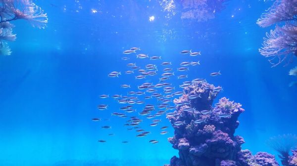 Découvrez les solutions aquatiques créatives par un expert en aquariophilie